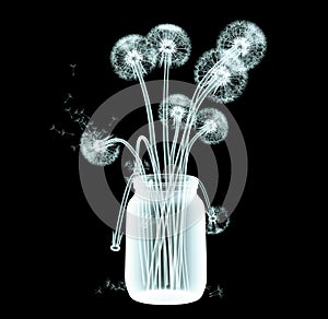 Xray image of a dandelion flower isolated on black