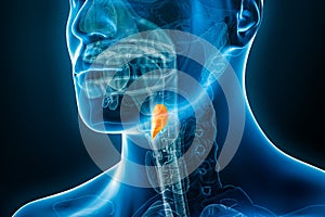 Xray image of epiglottis 3D rendering illustration with male body contours. Human anatomy, medical, biology, science, healthcare