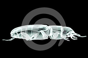 xray image of an insect isolated on black with clipping path, 3D illustration