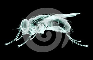 xray image of an insect isolated on black with clipping path, 3D illustration