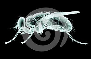 Xray image of an isect isolated on black with clipping path