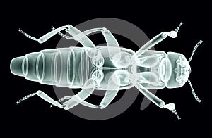 Xray image of an isect isolated on black with clipping path