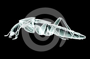 Xray image of an isect isolated on black with clipping path