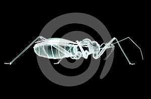 Xray image of an isect isolated on black with clipping path