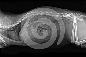 Xray image of obese cat with complete intestinal blockage