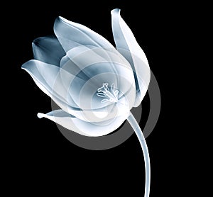 Xray image of a tulip flower isolated on black photo