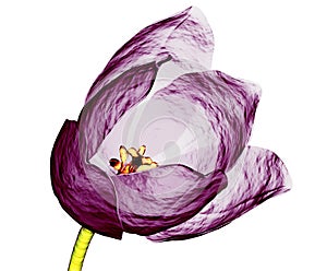 Xray image of a tulip flower isolated on white