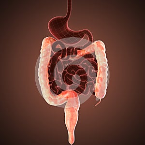 Xray intestines anatomy