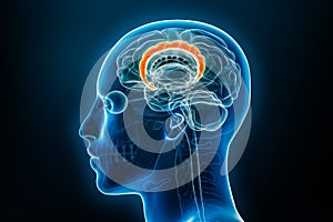 Xray lateral or profile view of the cingulate gyrus or cortex 3D rendering illustration with body contours. Human brain and limbic