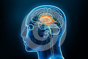 Xray lateral view of the brain ventricles 3D rendering illustration with body contours. Human and ventricular system anatomy,