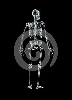 Xray posterior or back view of full human male skeleton 3D rendering illustration isolated on black background with copy space.