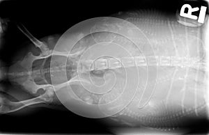 Xray of pregnant dog