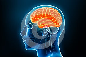 Xray profile view of the cerebral cortex 3D rendering illustration with body contours. Human brain anatomy, medical, biology,