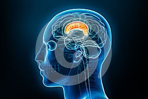 Xray lateral or profile view of the corpus callosum 3D rendering illustration with male body contours. Human brain anatomy, photo