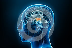 Xray profile view of the midbrain or mesencephalon 3D rendering illustration. Human brain and body anatomy, medical, biology,