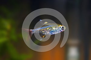 Xray Tetra Tropical Fish