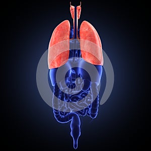 Xray view of human lungs