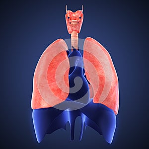 Xray view of human lungs