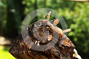 Xtatosoma tiaratum, commonly known as the spiny leaf insect, the giant prickly stick insect