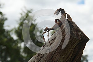 Xtatosoma tiaratum, commonly known as the spiny leaf insect, the giant prickly stick insect