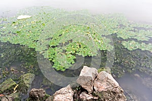 Xuanwu Lake view