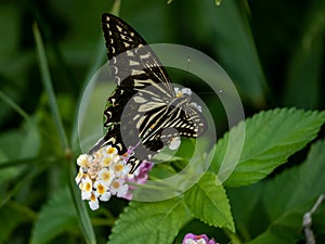 Xuthus swallowtail butterfly on lantana flowers 11