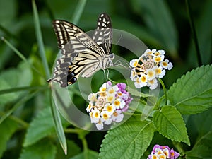 Xuthus swallowtail butterfly on lantana flowers 3