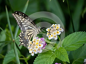 Xuthus swallowtail butterfly on lantana flowers 7