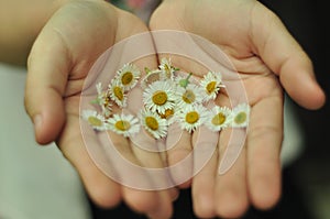 XuyÃ¡ÂºÂ¿n Chi (Gerbera) photo