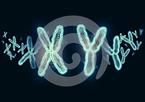 XY Chromosome illustration