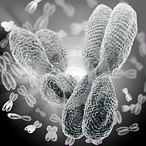 XY-chromosomes