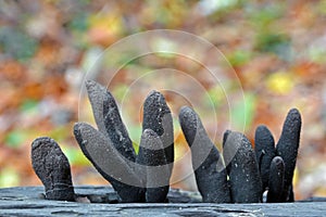 Xylaria polymorpha fungus