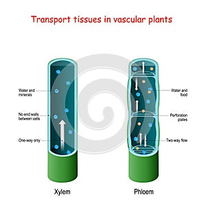 Xylem and phloem. biological structure scheme of inner vascular in Plant