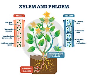 Xylem and phloem vector illustration. Labeled plant transportation scheme.