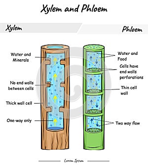 Xylem and phloem photo
