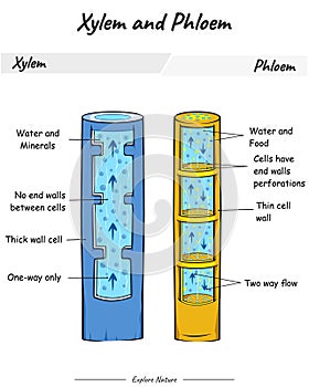 Xylem and phloem comparison photo
