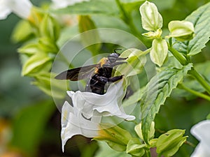 Xylocopa appendiculata carpenter bee on flowers 4