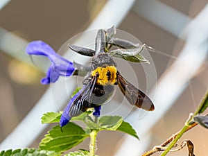 Xylocopa Japanese carpenter bees on sage flowers 10