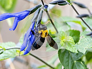 Xylocopa Japanese carpenter bees on sage flowers 16