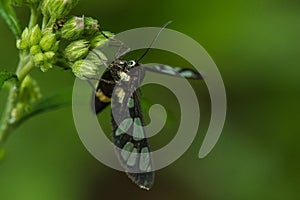 Xylocopa latipes on pollen folwer