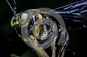 Xylocopa micans Carpenter Bee