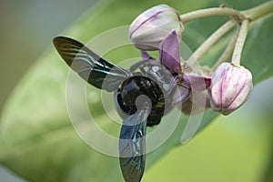 Xylocopa valga or carpenter bee on Apple of Sodom flowers