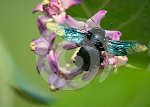 Xylocopa valga or carpenter bee on Apple of Sodom flowers