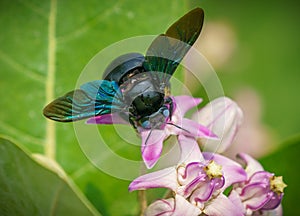 Xylocopa valga or carpenter bee on Apple of Sodom flowers