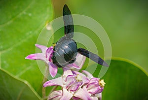 Xylocopa valga or carpenter bee on Apple of Sodom flowers