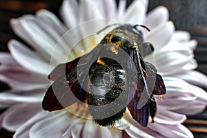 Xylocopa valga on a white flower, macro