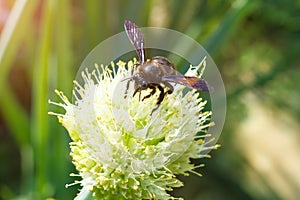 Xylocopa valga wild wooden bee insect macro photo