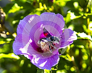 Xylocopa violacea collects pollen and nectar from Syrian hibiscus