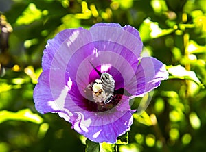 Xylocopa violacea collects pollen and nectar from Syrian hibiscus