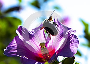 Xylocopa violacea collects pollen and nectar from Syrian hibiscus